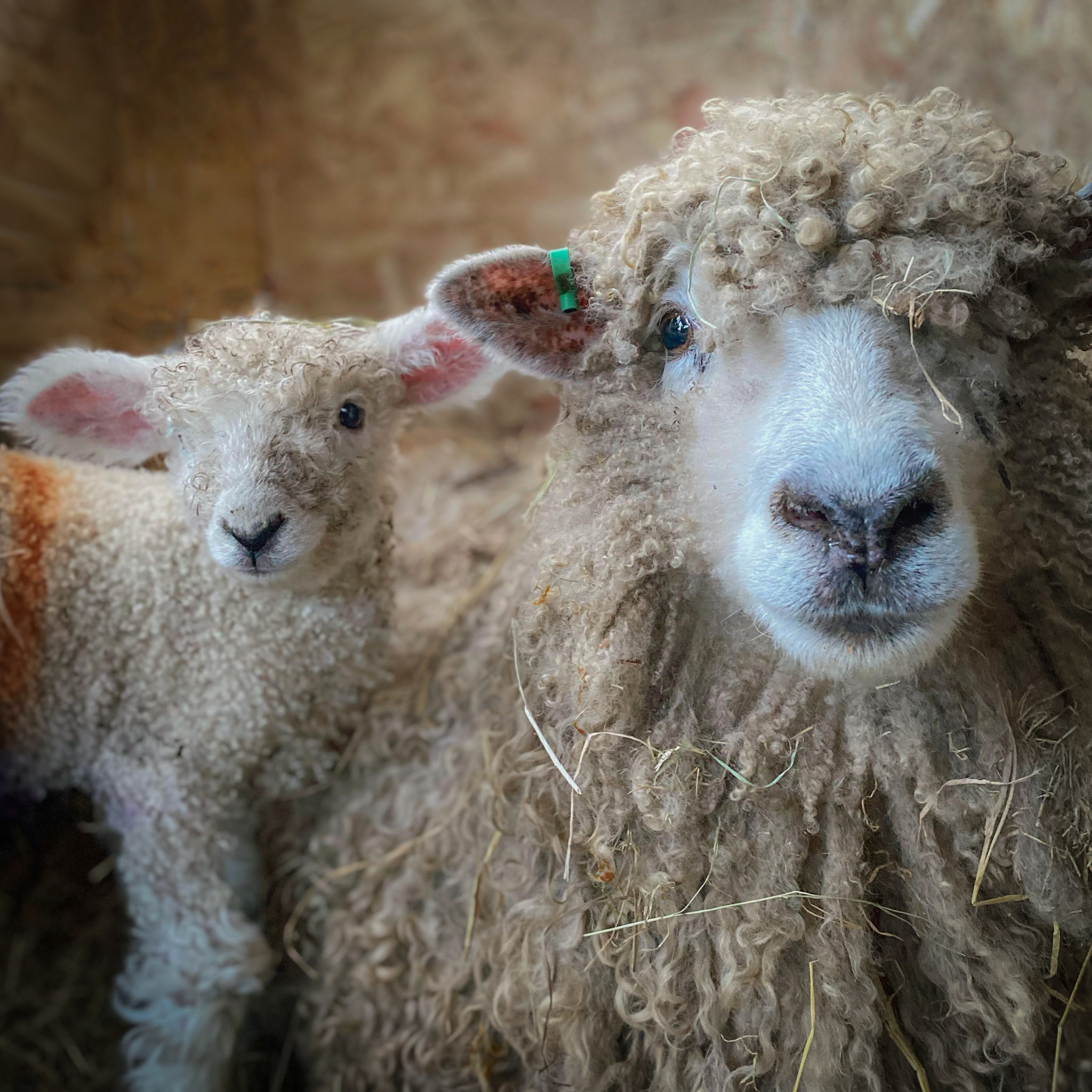 Lincoln Longwool Sheep Breeders Association