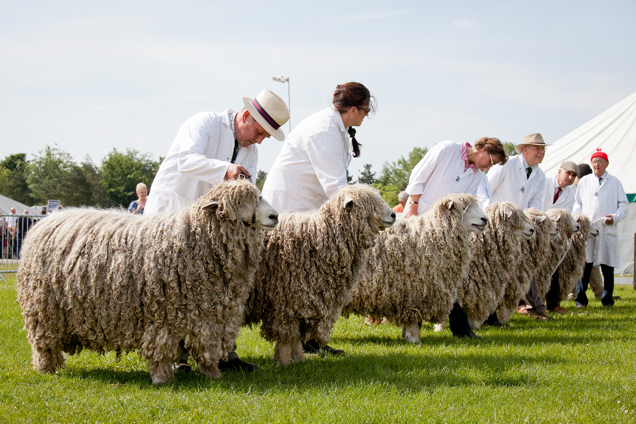 Lincoln Sheep  Long Wool Fine Meat 