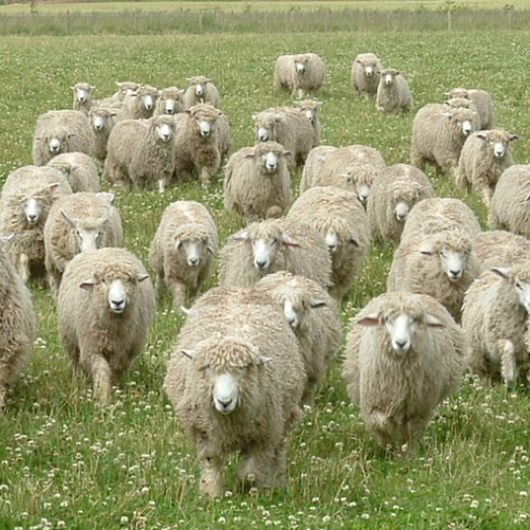 lincoln longwools flocks