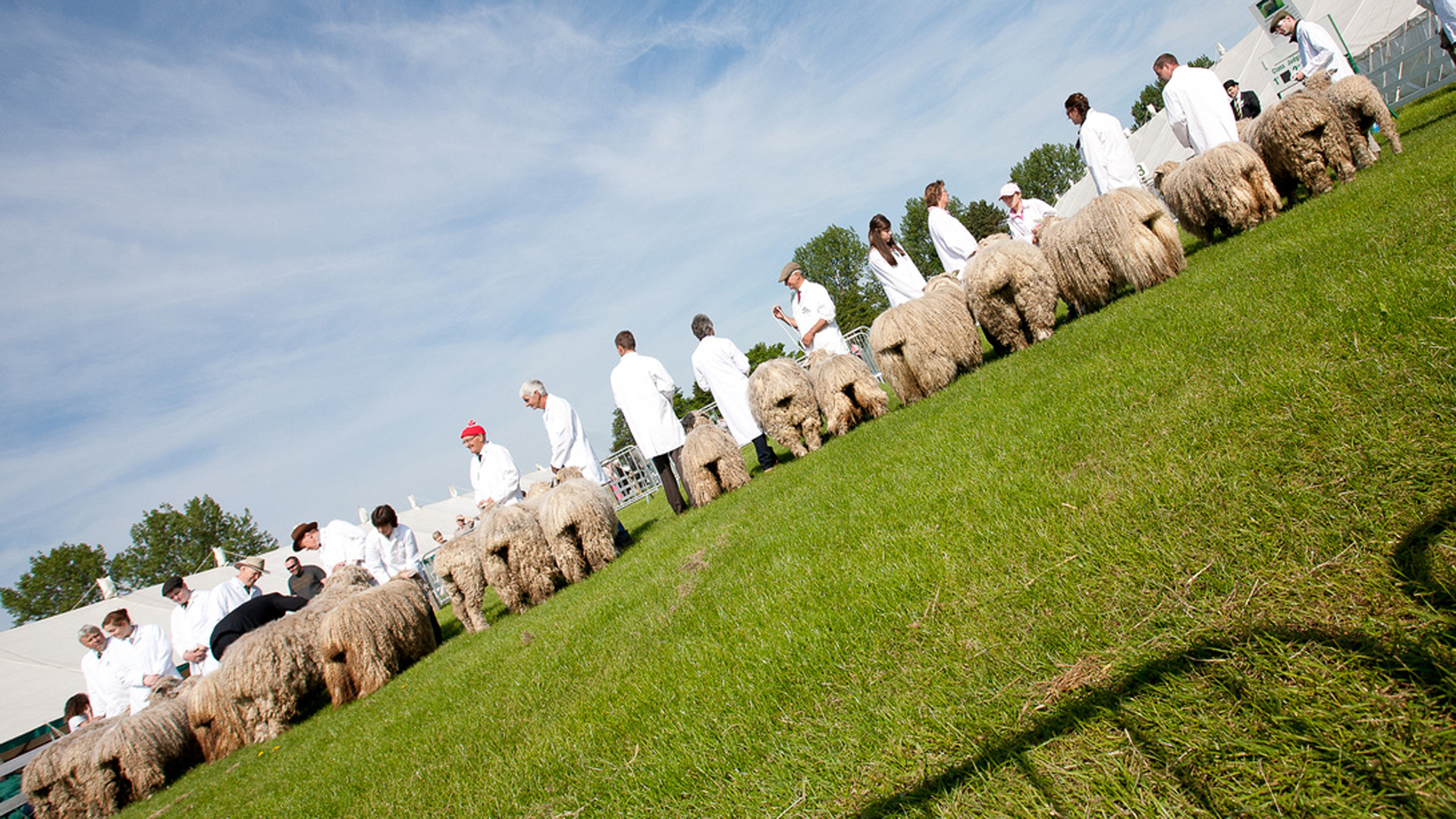 Longwools starting a flock