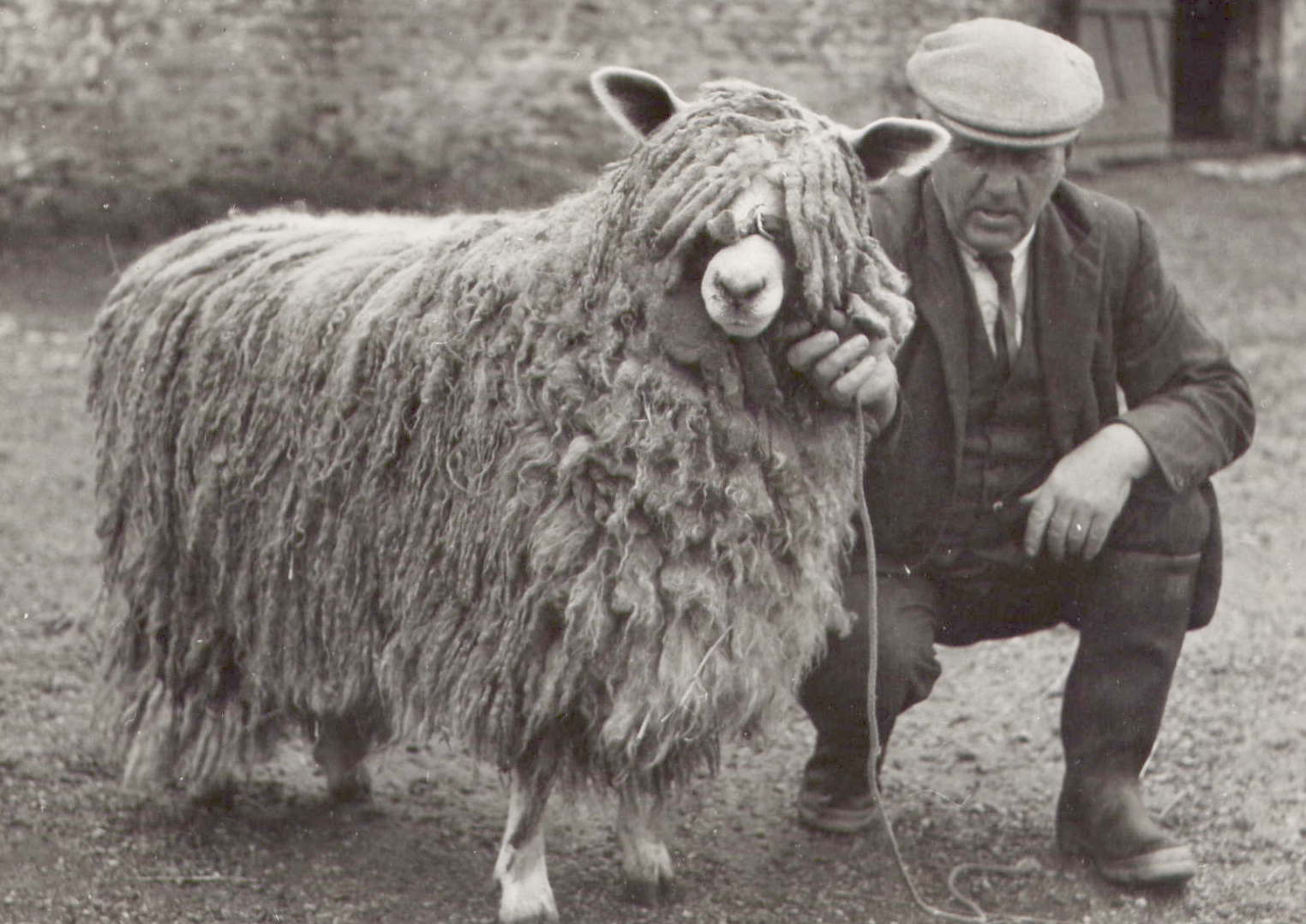 Longwools starting a flock