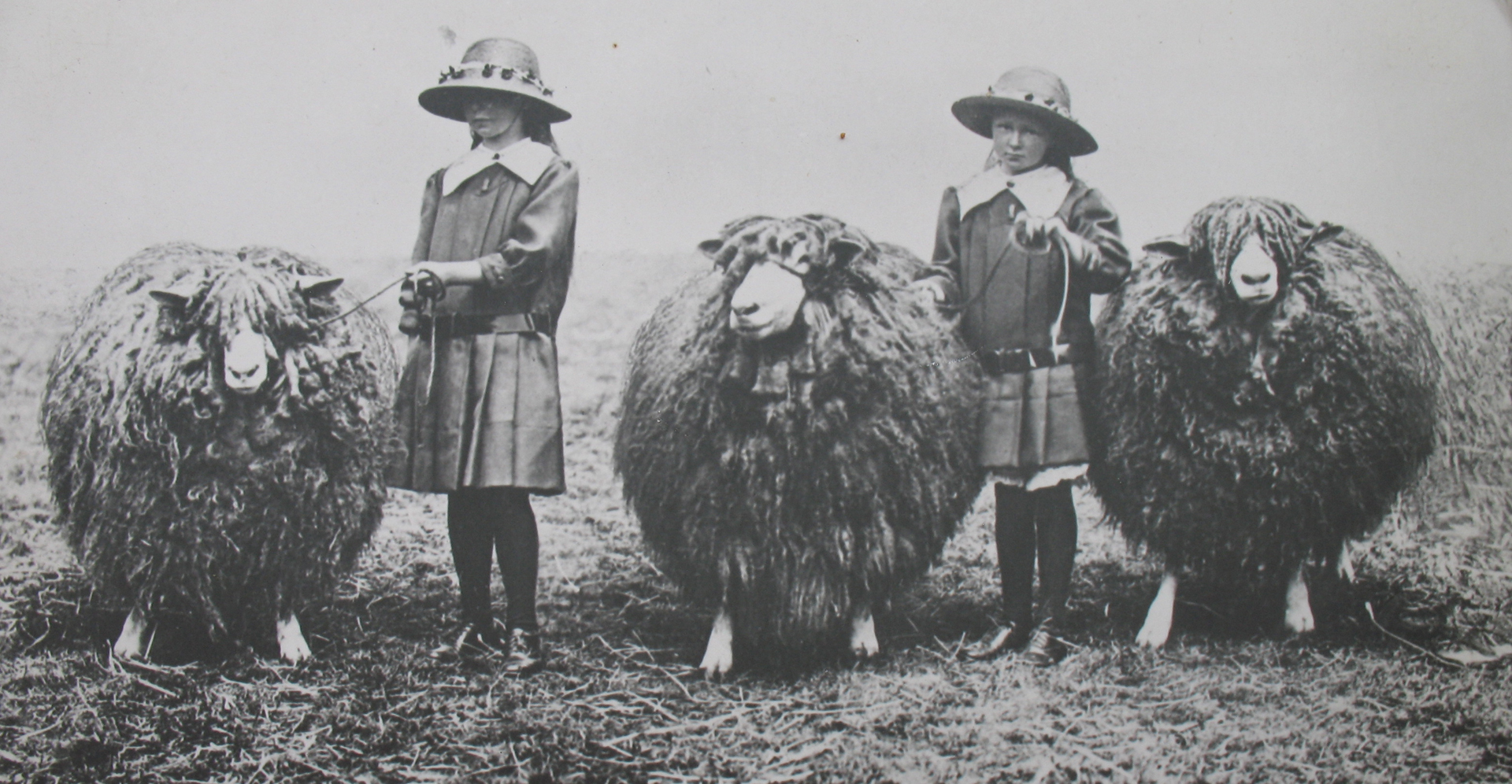 Longwools starting a flock