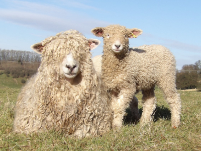 Longwools starting a flock