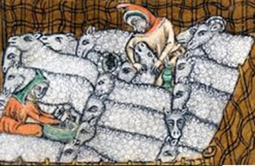 Longwools starting a flock