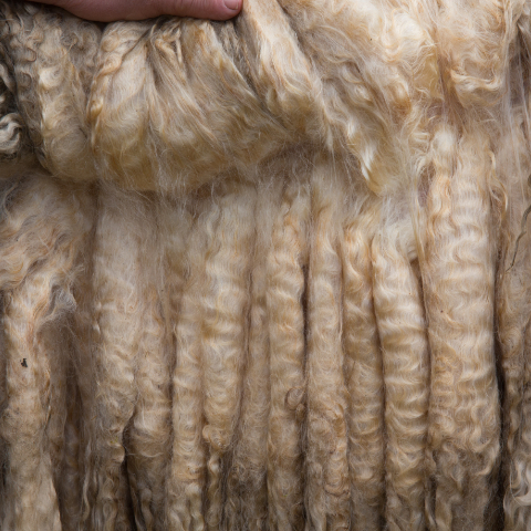 lincoln longwool produce