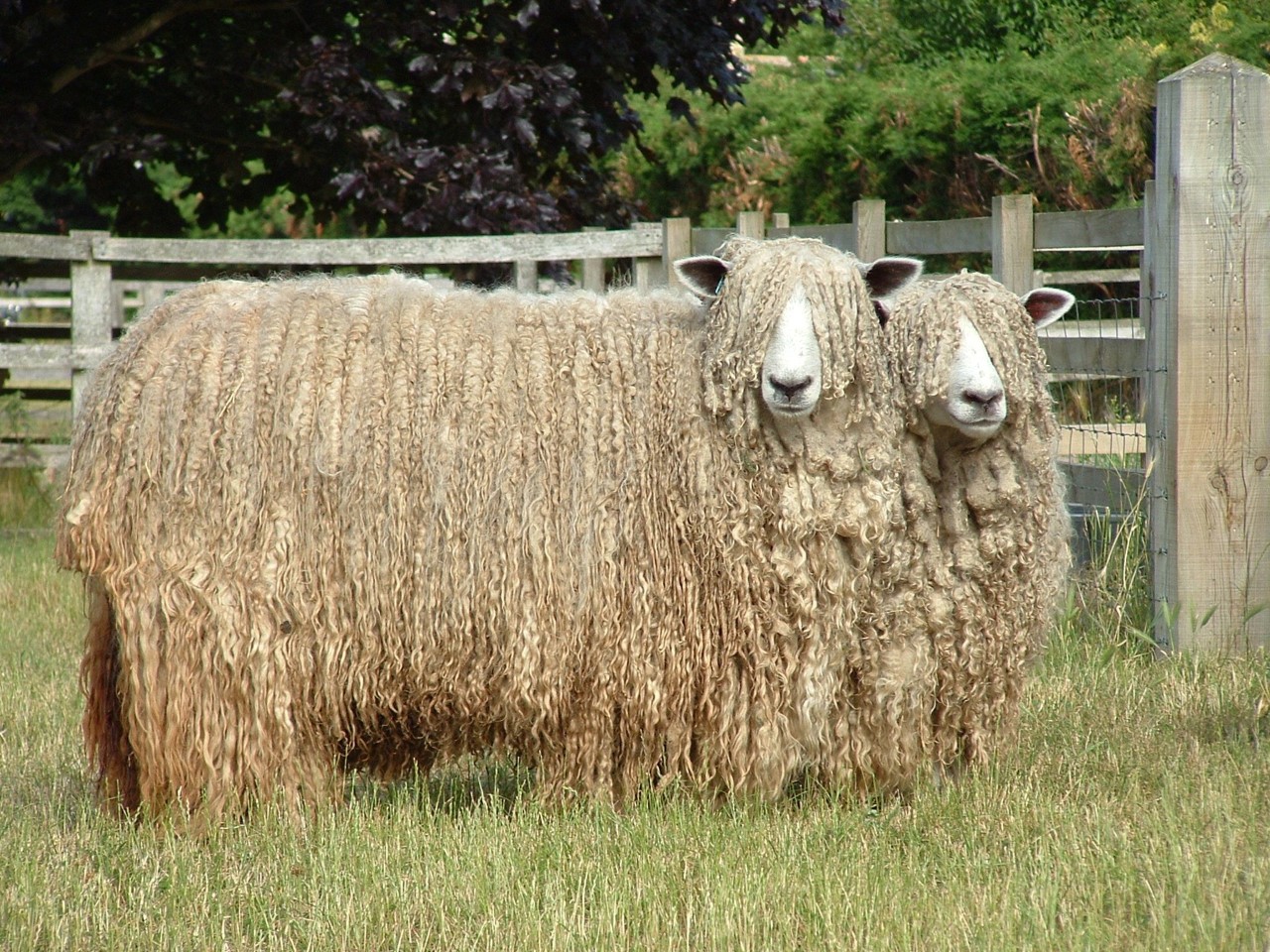 Longwools starting a flock