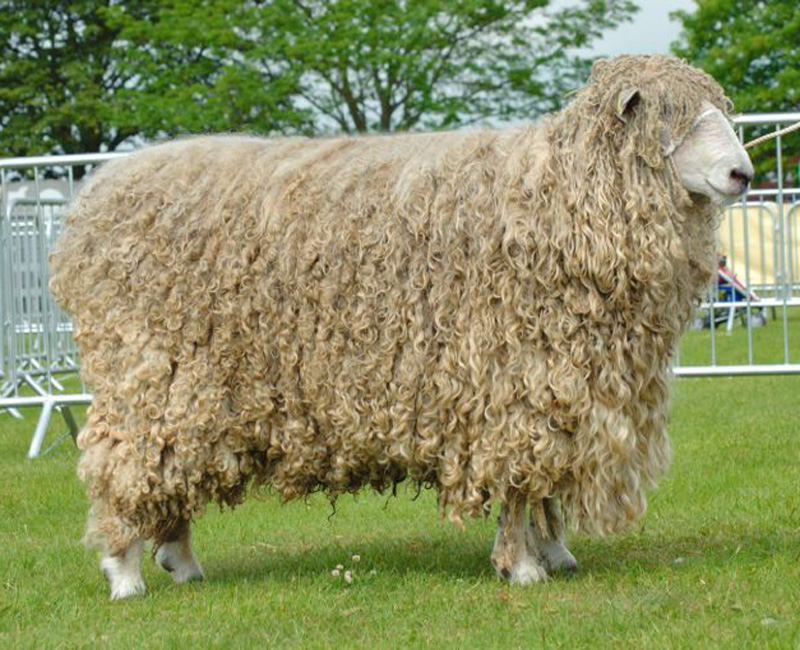 Lincoln Sheep  Long Wool Fine Meat 