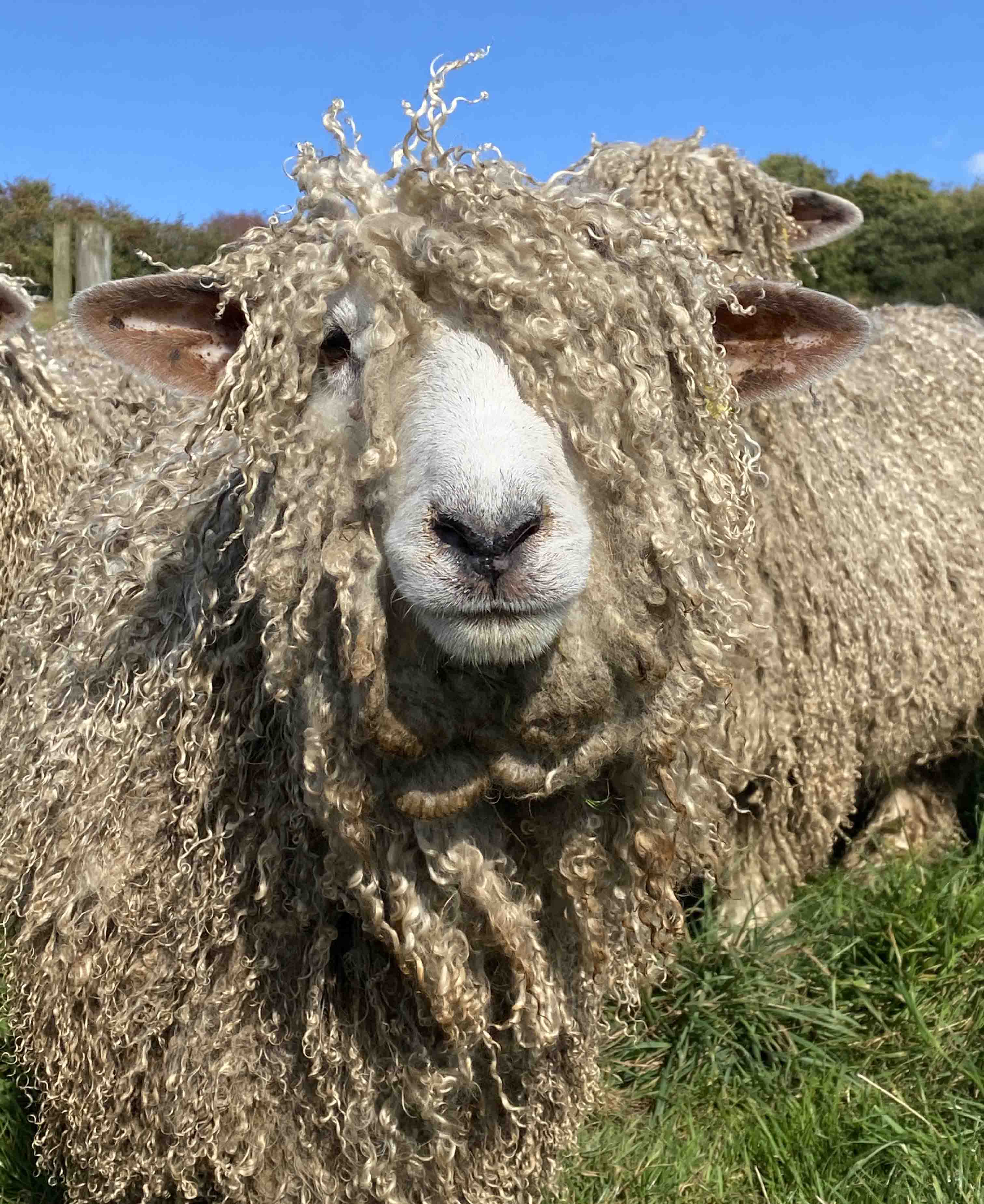 Lincoln Sheep  Long Wool Fine Meat 