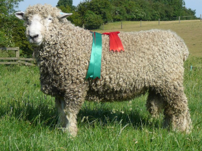 Longwool breeders