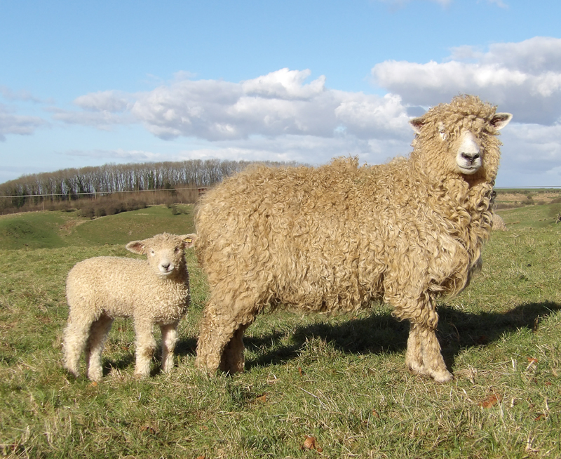 Longwools starting a flock