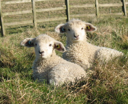 Longwools starting a flock